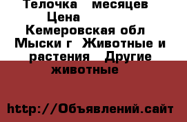 Телочка 6 месяцев › Цена ­ 25 000 - Кемеровская обл., Мыски г. Животные и растения » Другие животные   